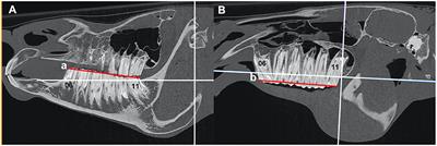 Studies on Age-Related Changes in Equine Cheek Teeth Angulation and Dental Drift